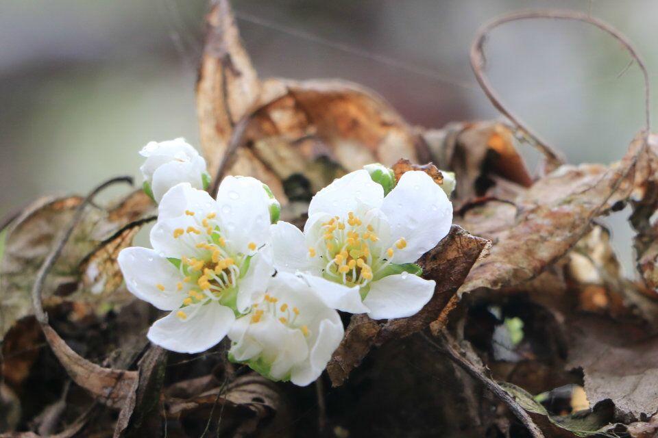 qq图片20180313180457